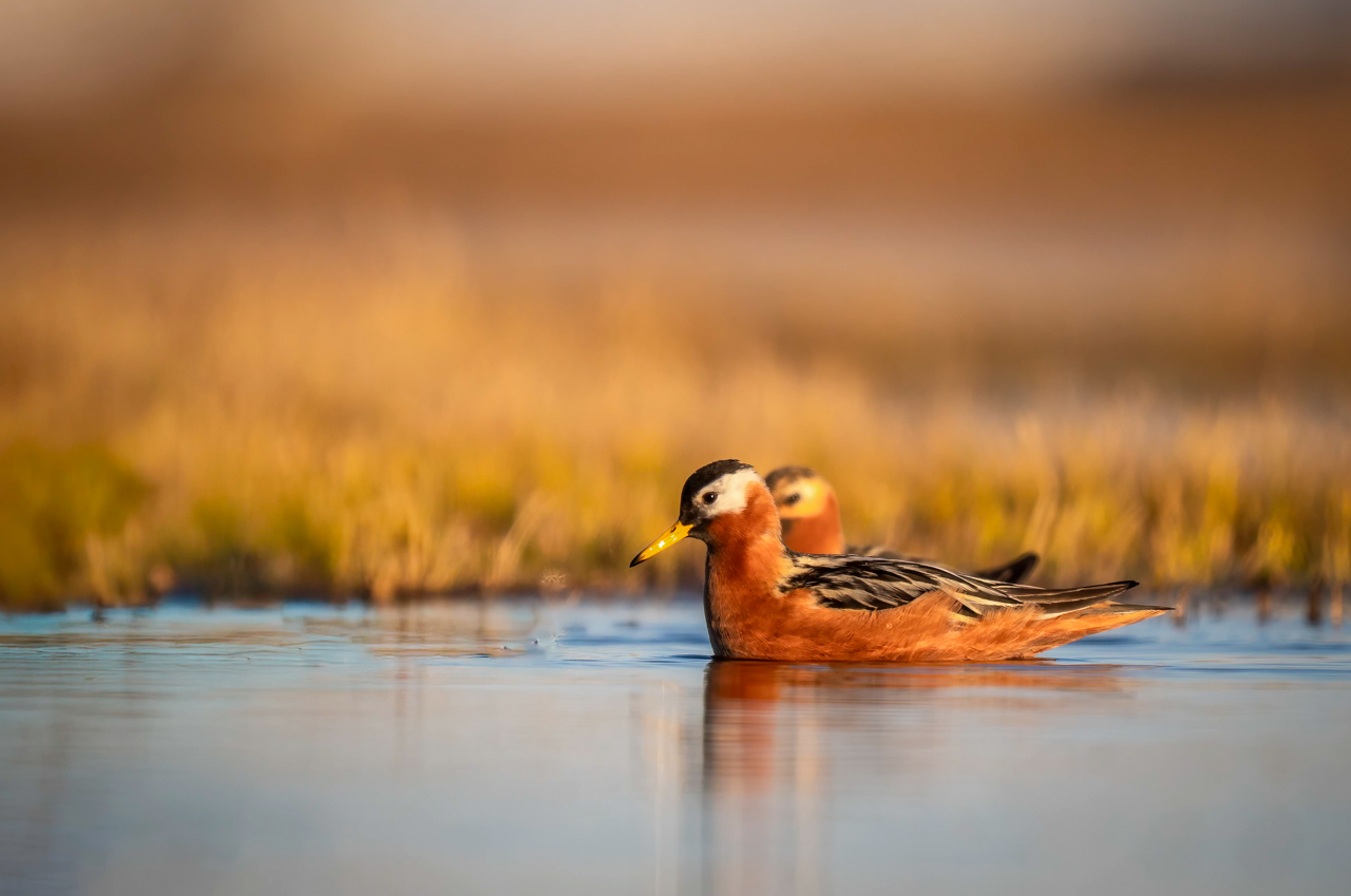 Red Phalarope