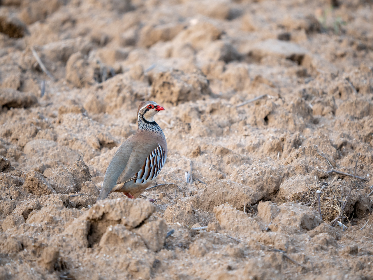 Red-legged Partridge