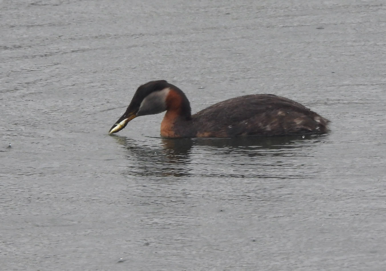 Red-necked Grebe
