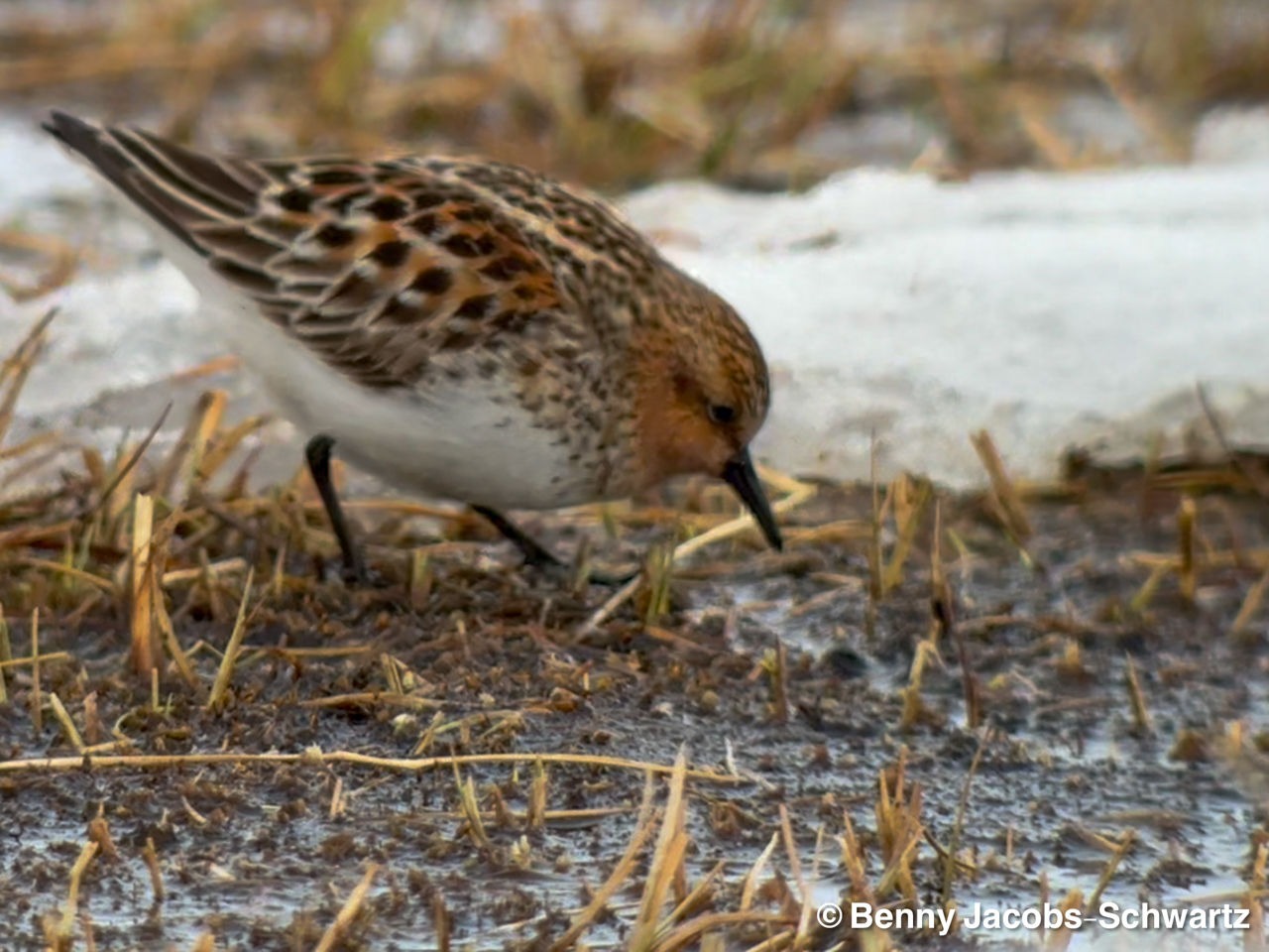 Red-necked Stint