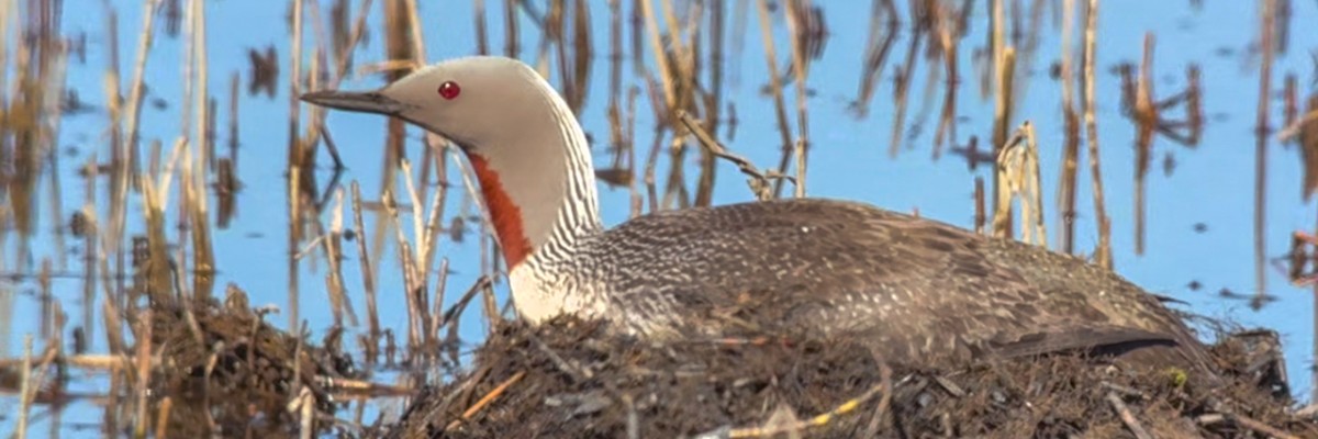 Alaska Birding Tour (May 27 - Jun 8, 2026)