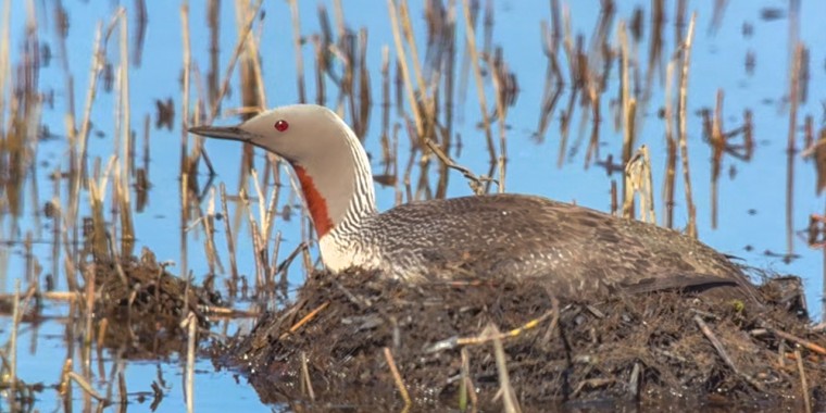 Alaska Birding Tour (May 27 - Jun 8, 2026)