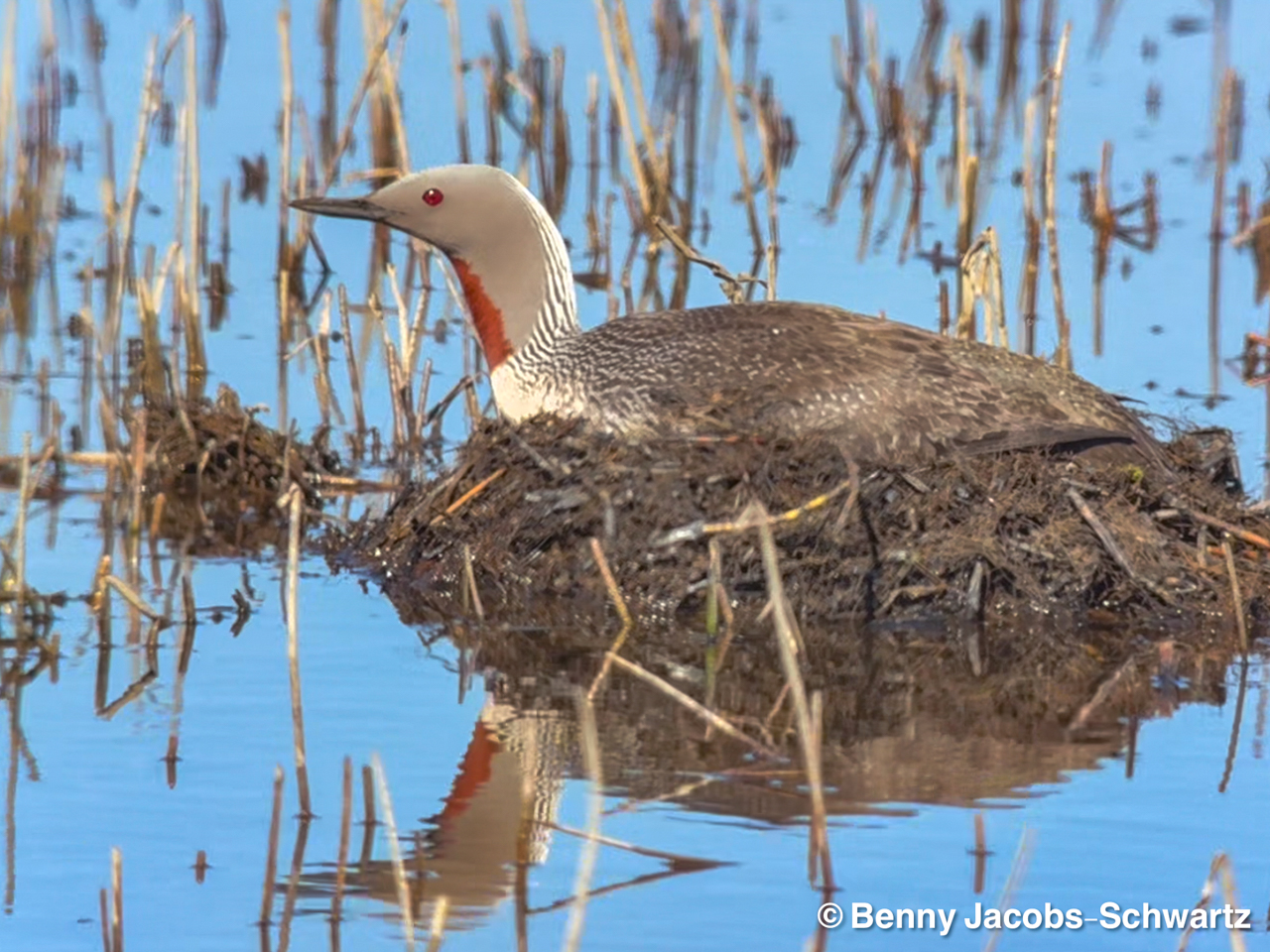 Red-throated Loon