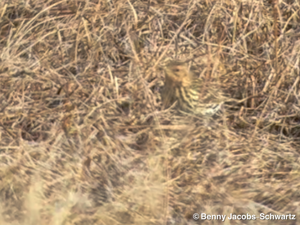 Red-throated Pipit