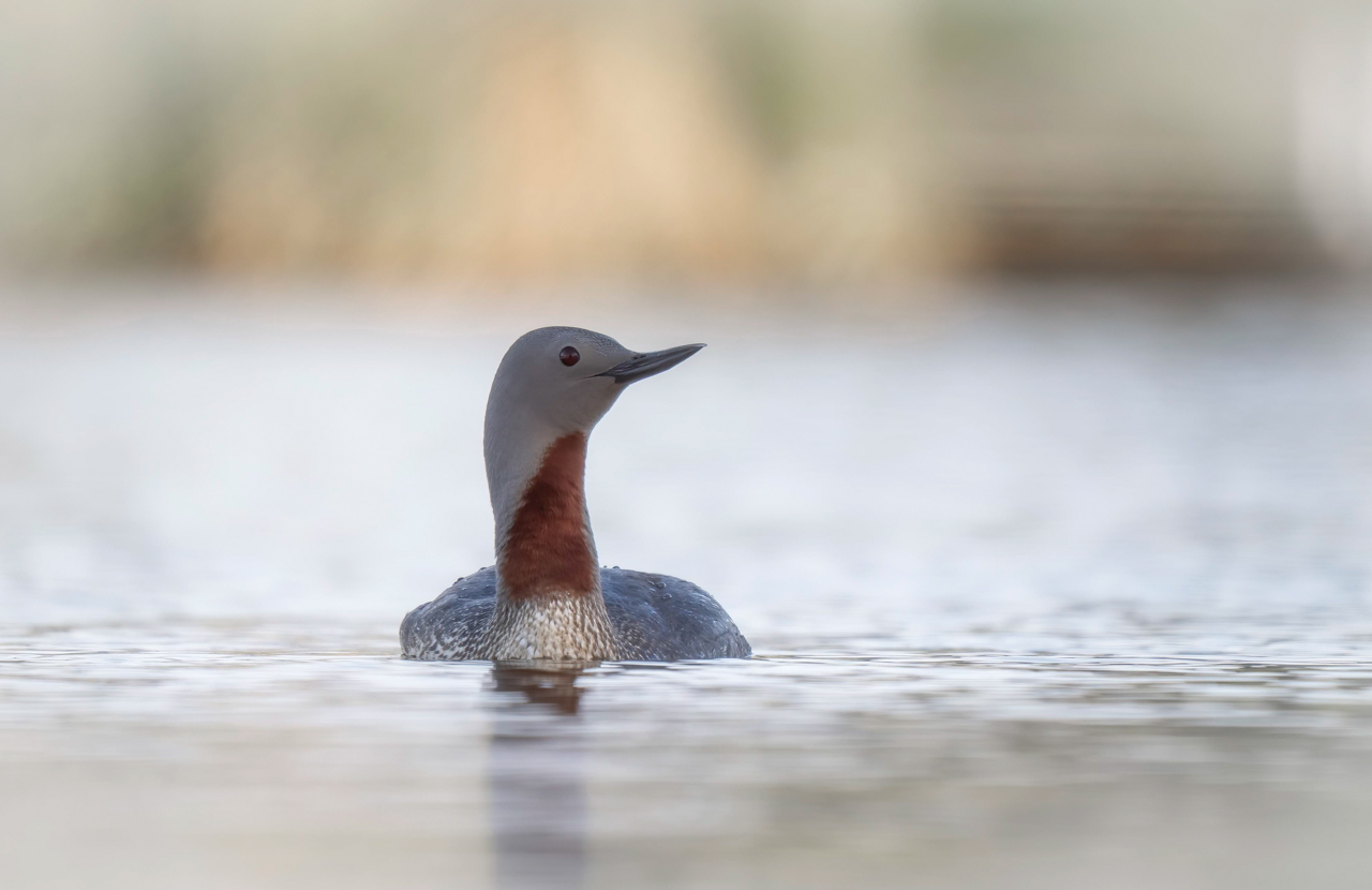 Red-throated Loon