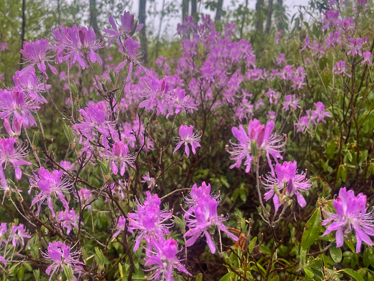 Rhodora flowers