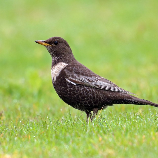Ring Ouzel (Turdus torquatus) adult female