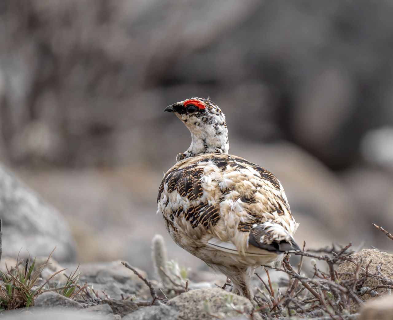 Rock Ptarmigan