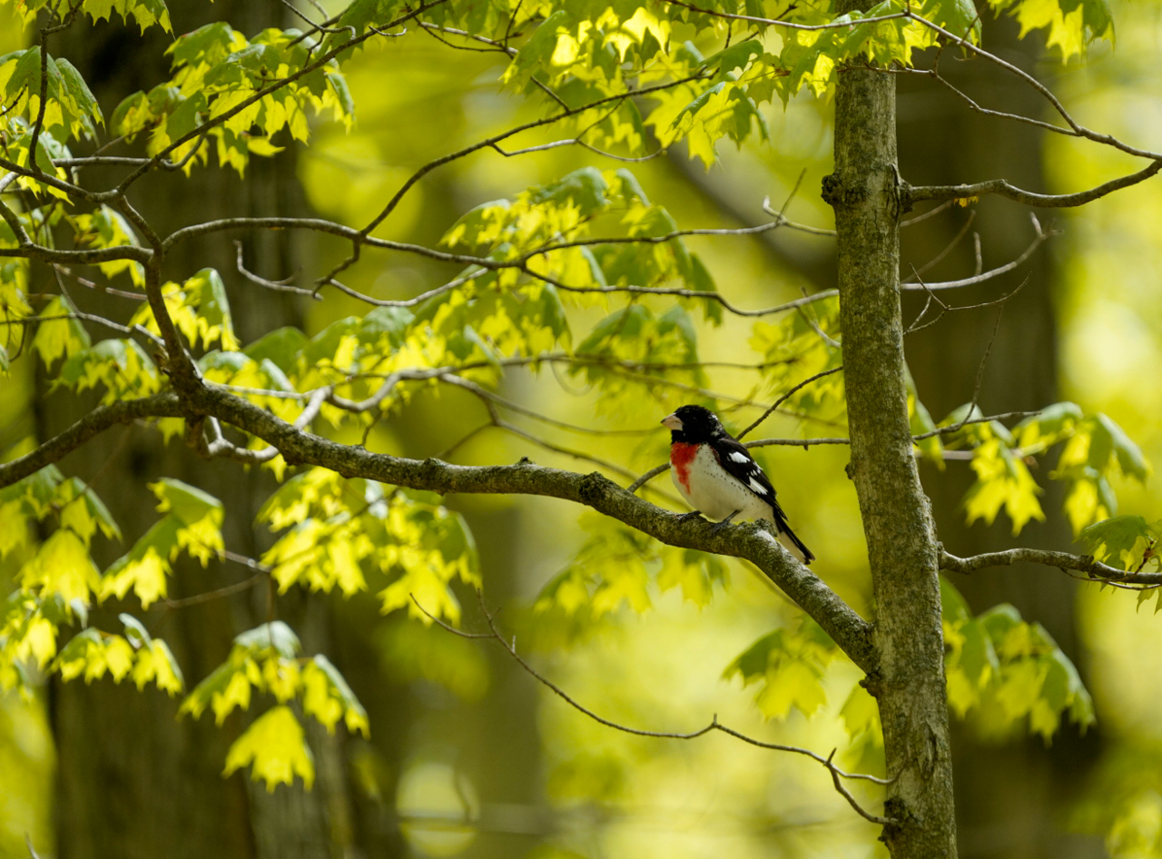 Rose-breasted Grosbeak