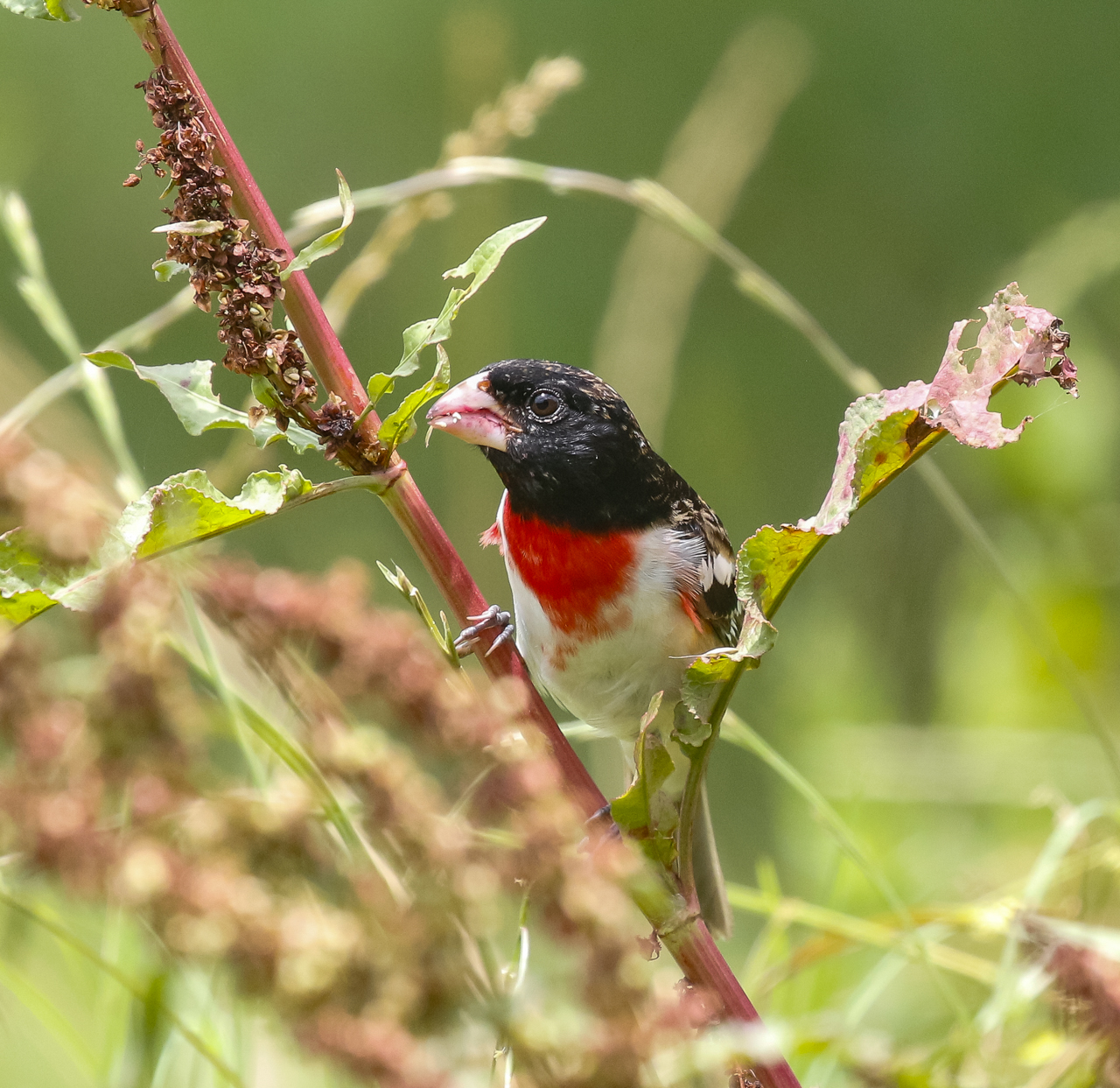Rose-breasted Grosbeak