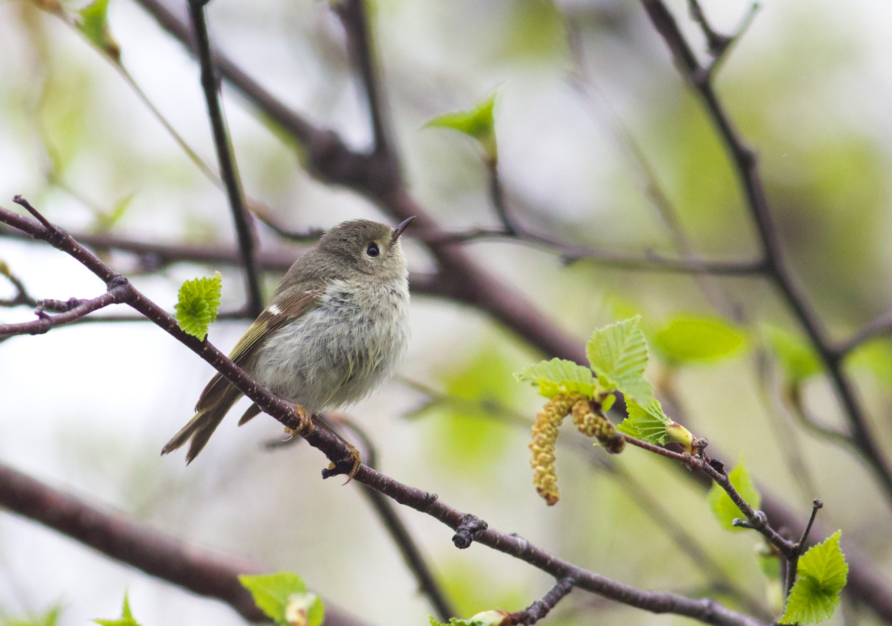 Ruby-crowned Kinglet