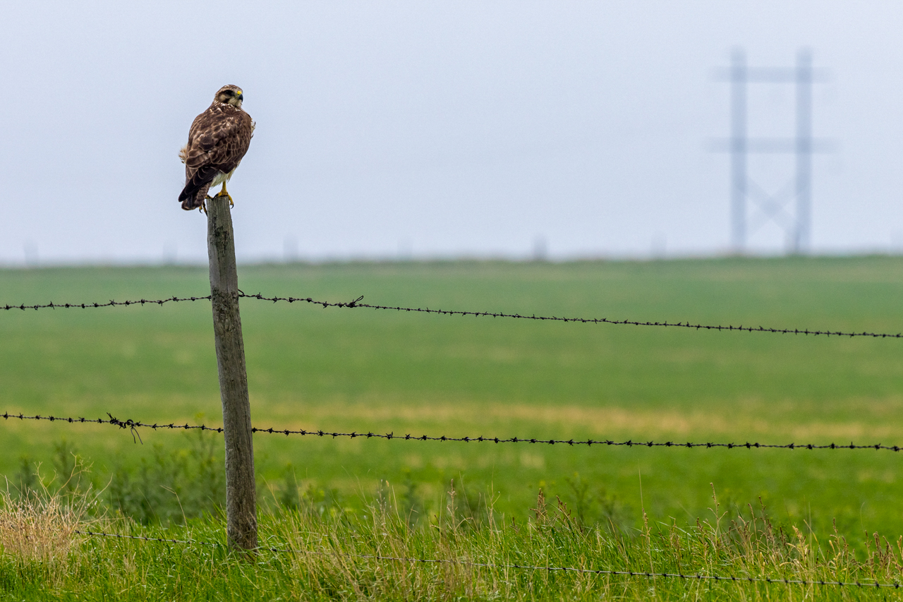 Swainson's Hawk