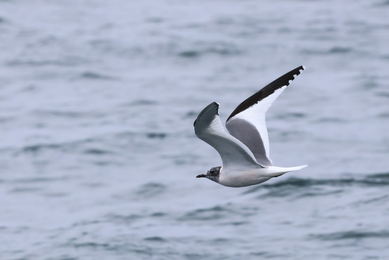 Ultimate British Columbia: Coast & Grasslands Trip Report (May 31 – June 12)
