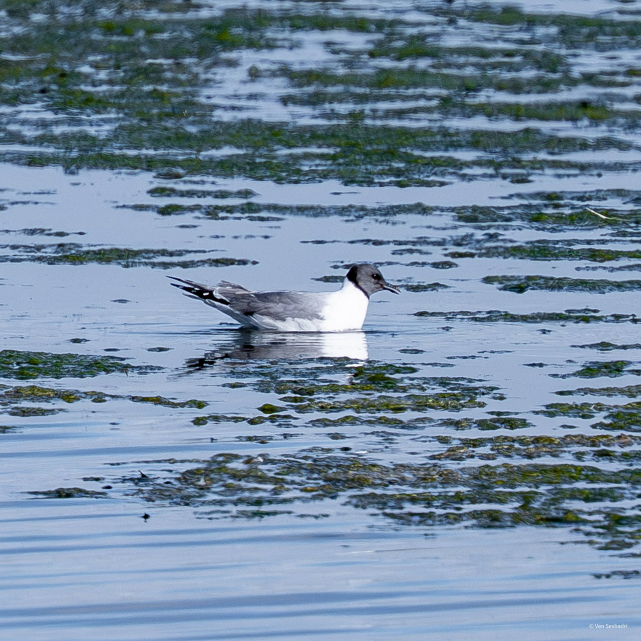 Sabine's Gull