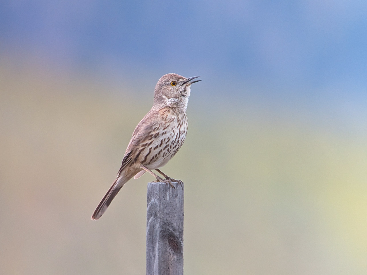 Sage Thrasher 