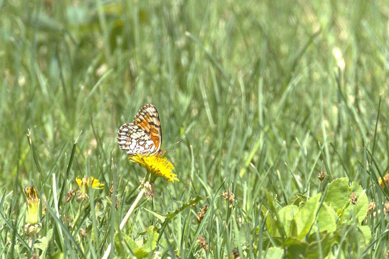 Sagebrush Checkerspot