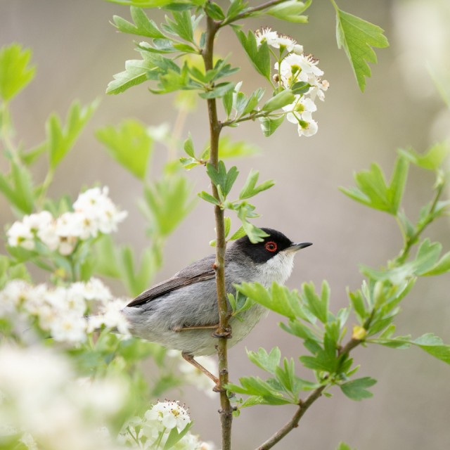 Sardinian Warbler