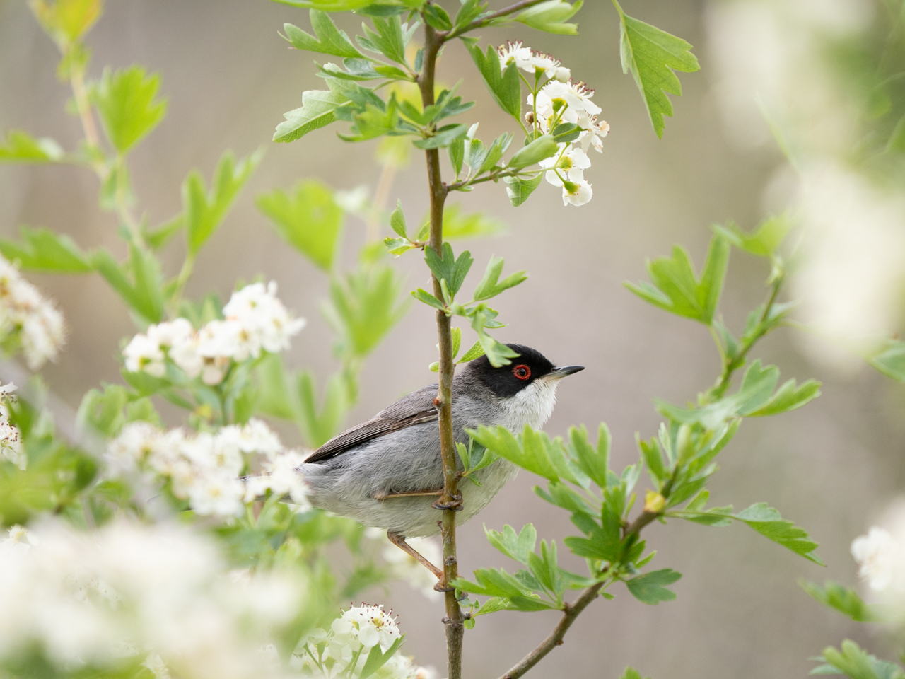 Sardinian Warbler