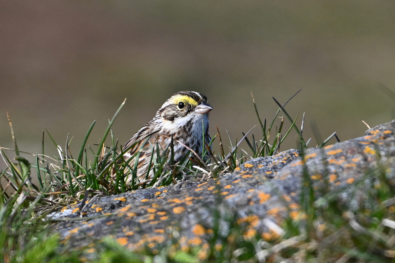 Savannah Sparrow