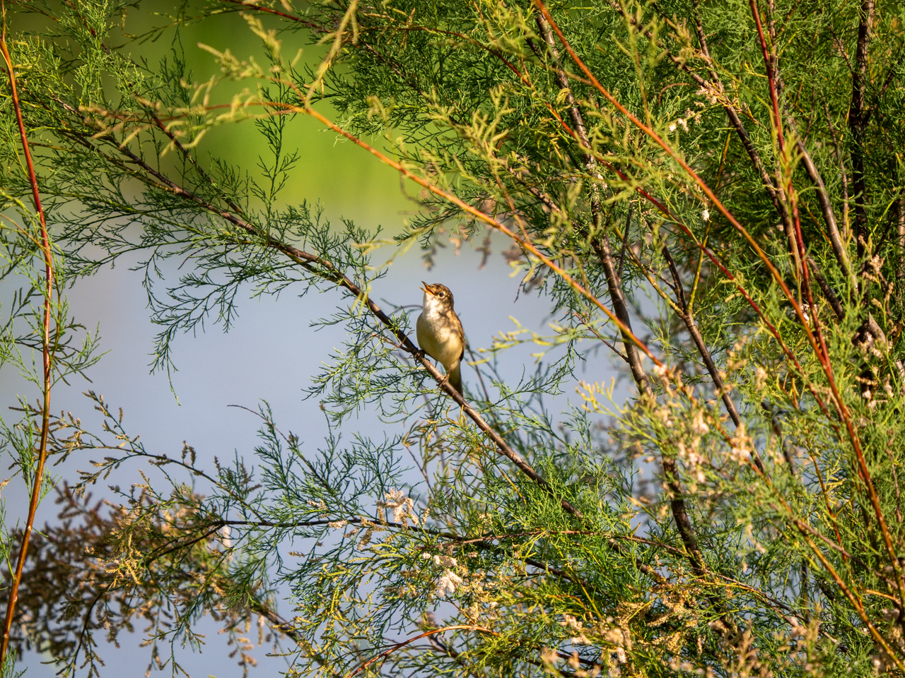 Savi's Warbler