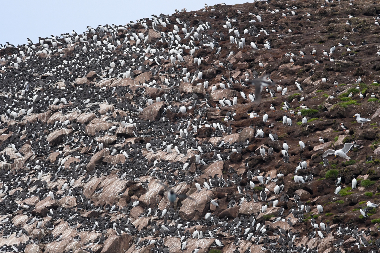 Seabird Colony