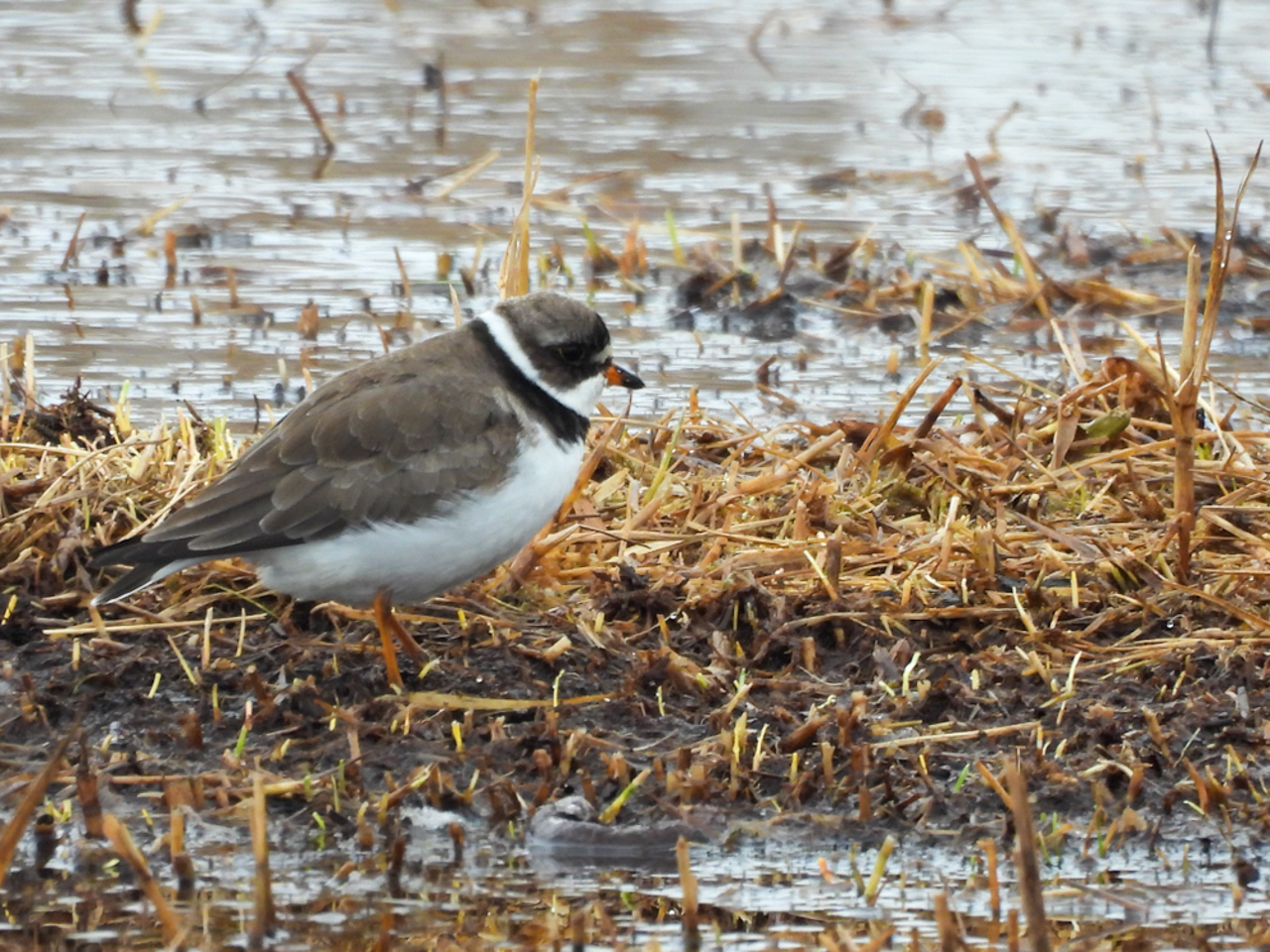 Semipalmated Plover