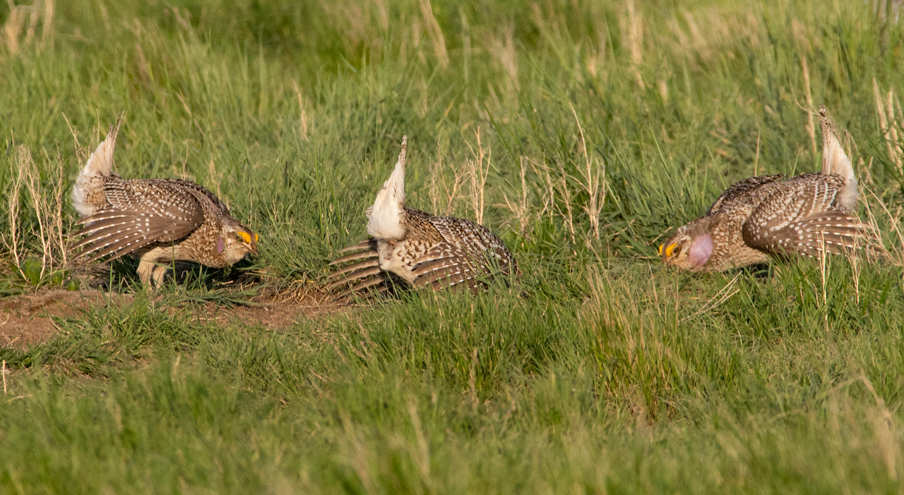 Sharp-tailed Grouse lek