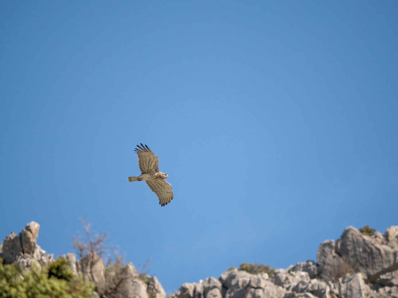 Short-toed Snake Eagle