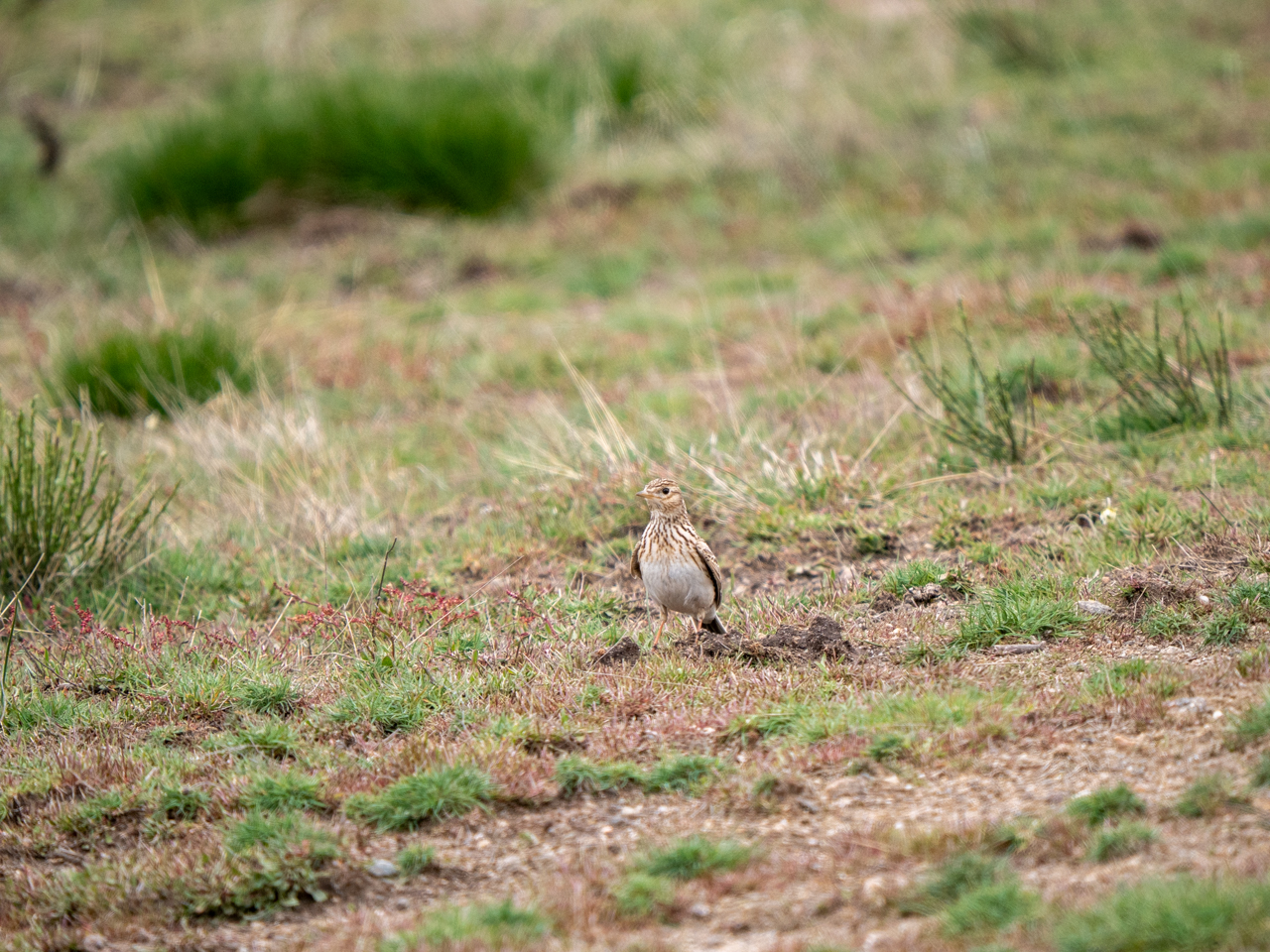 Skylark