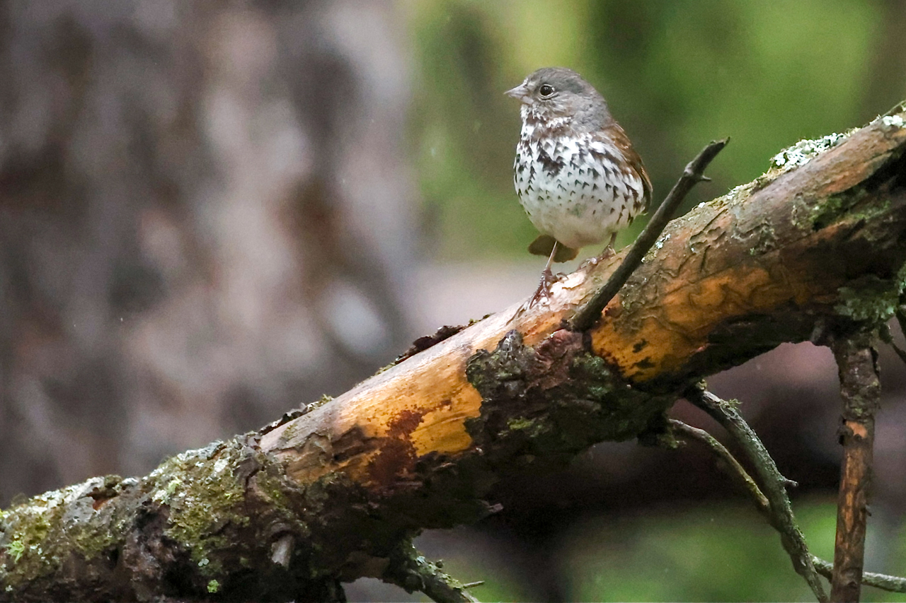 Slate-colored Fox Sparrow