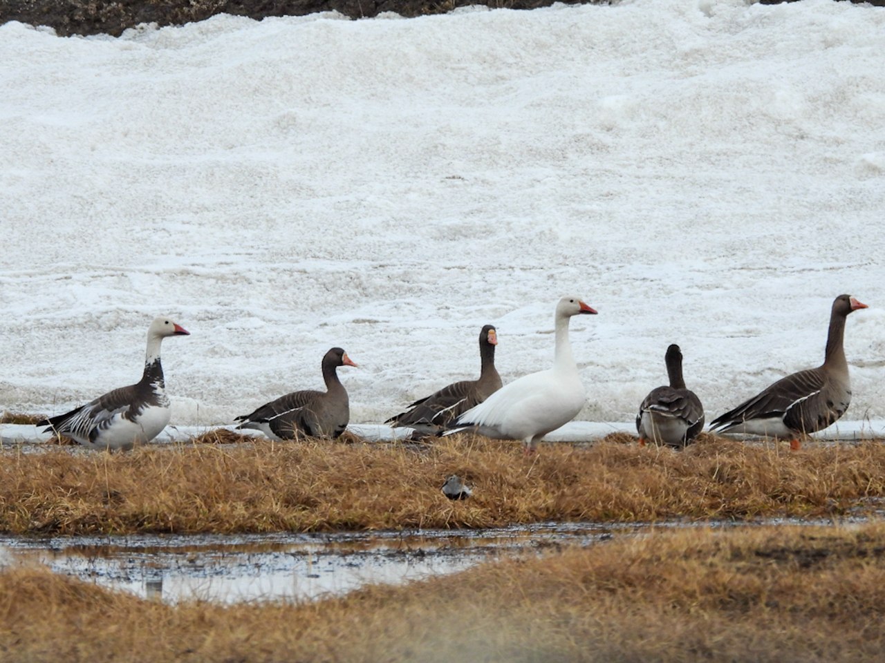 Snow Geese