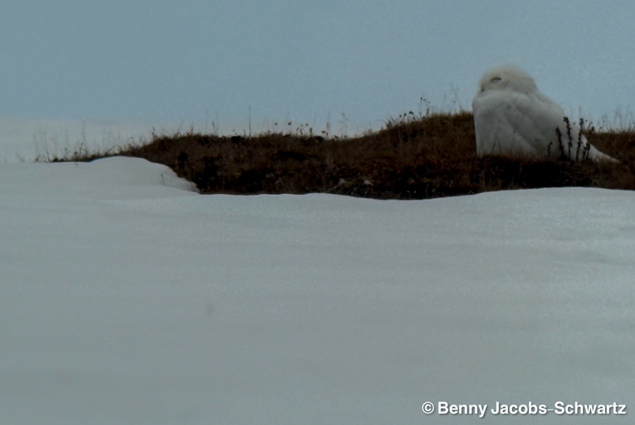 Snowy Owl