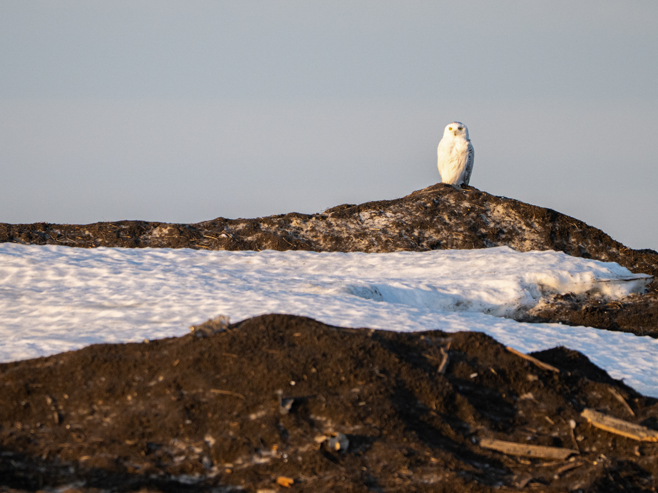 Snowy Owl
