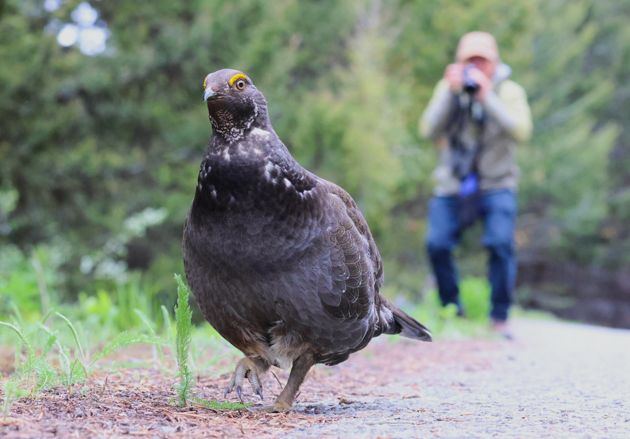 Sooty Grouse
