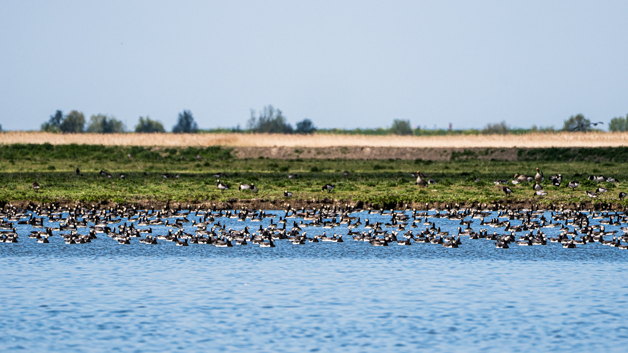 Barnacle Geese