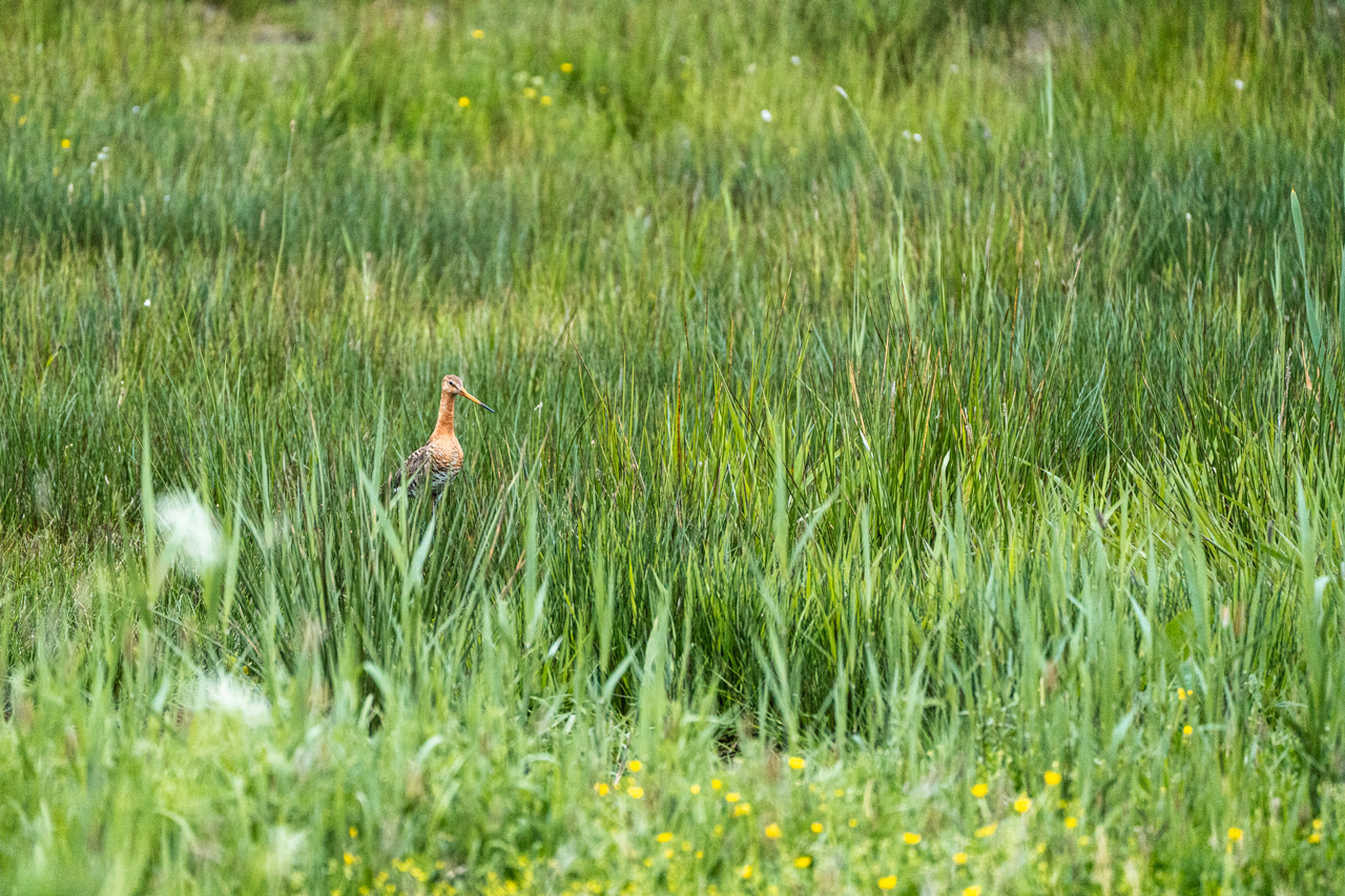 Black-tailed Godwit
