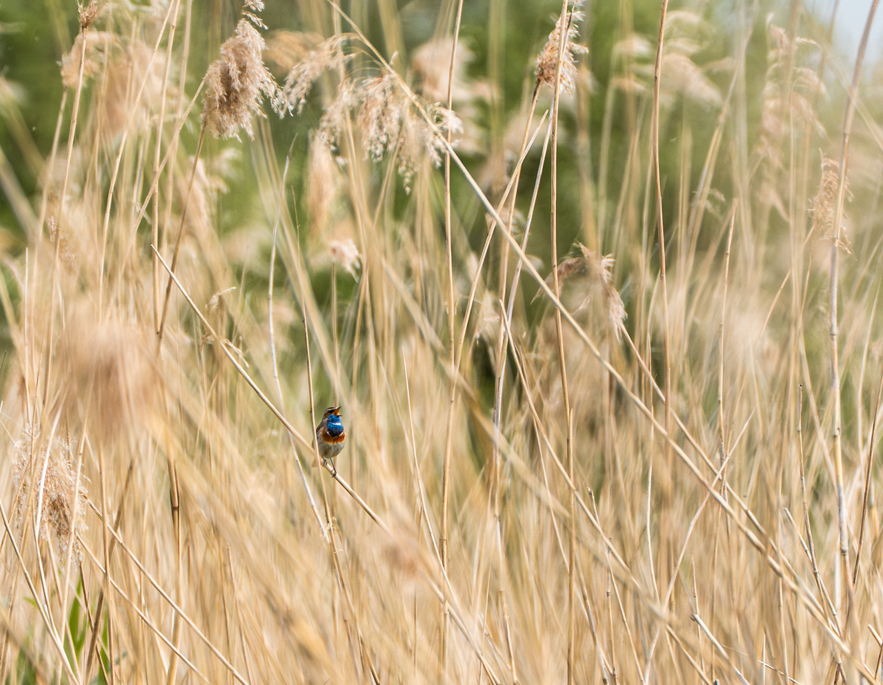 Bluethroat