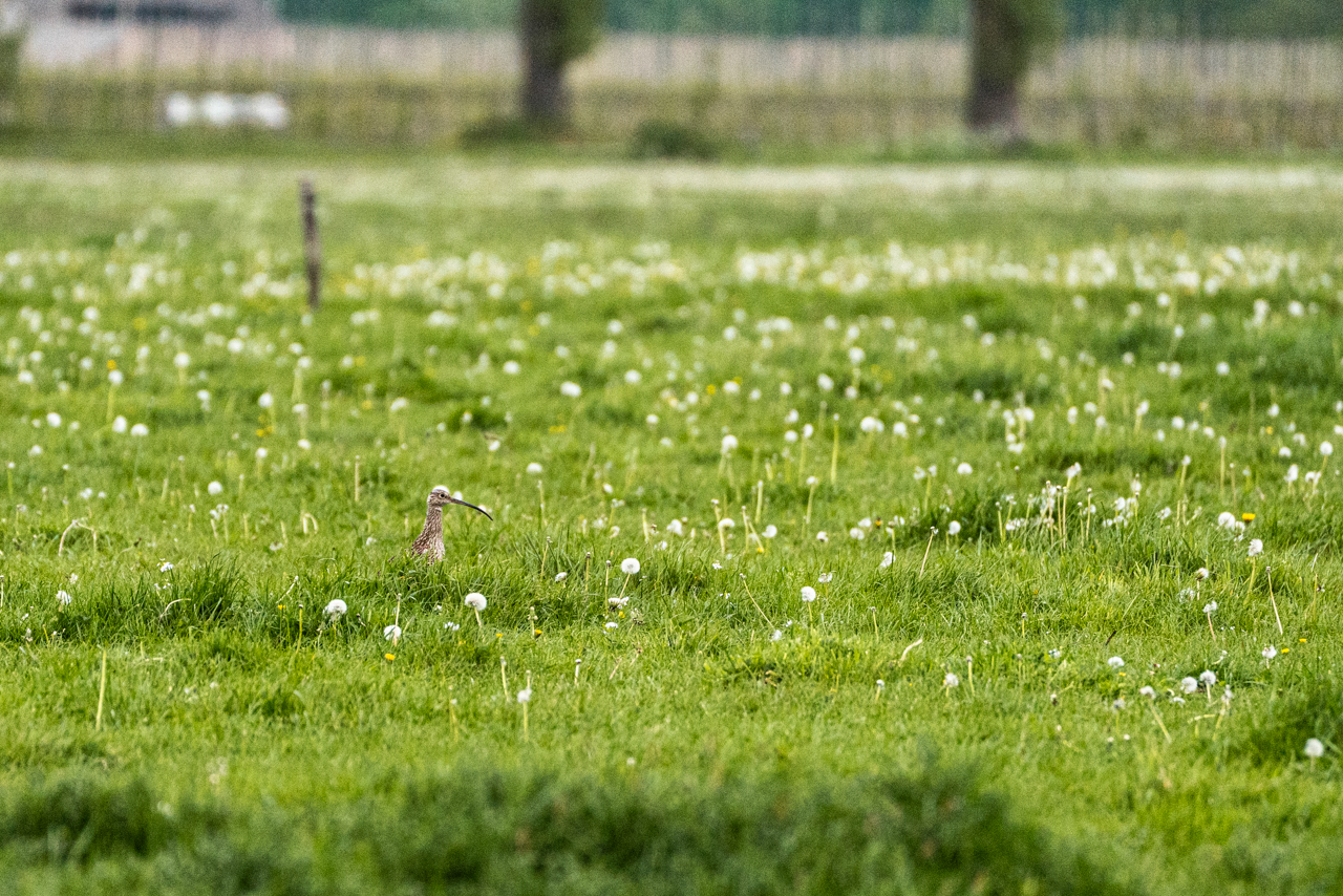 Eurasian Curlew