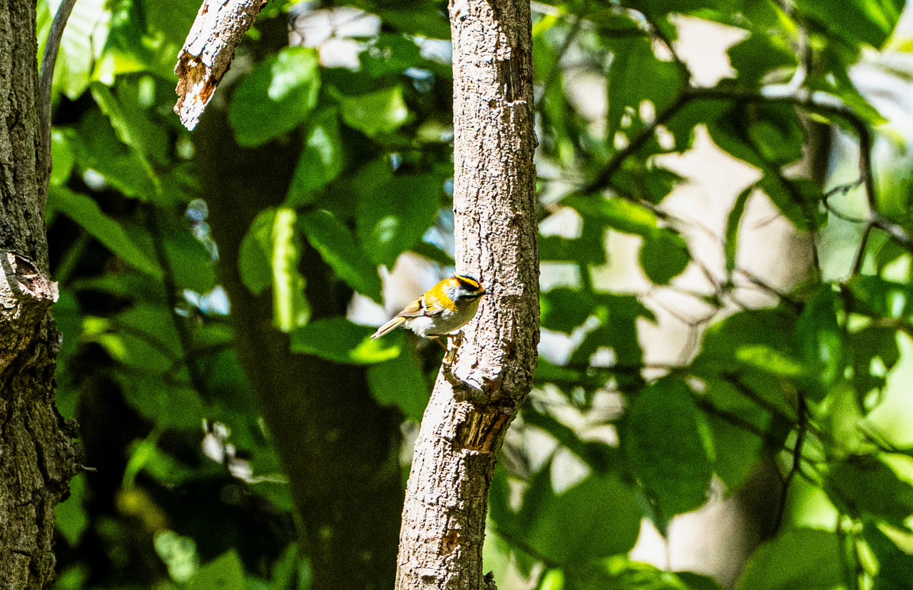 Firecrest