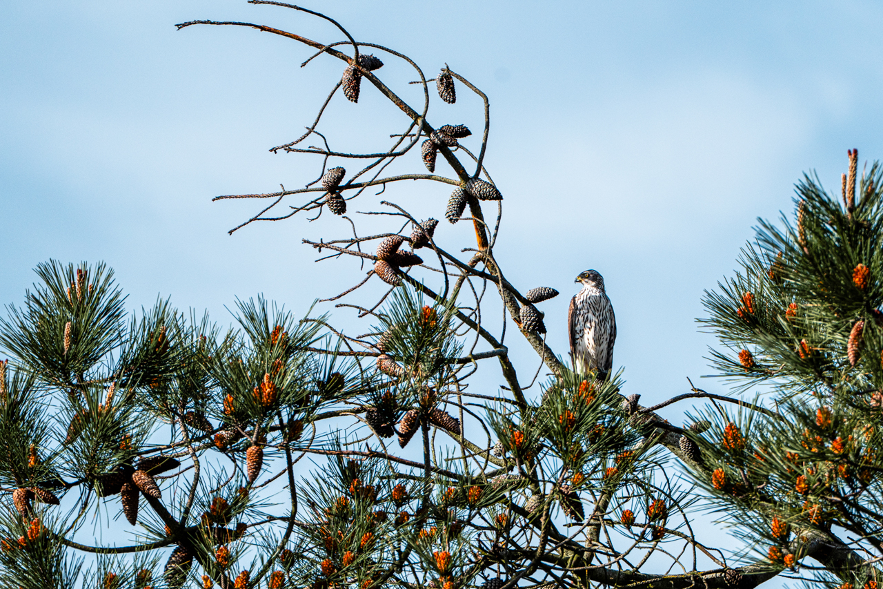 Eurasian Goshawk