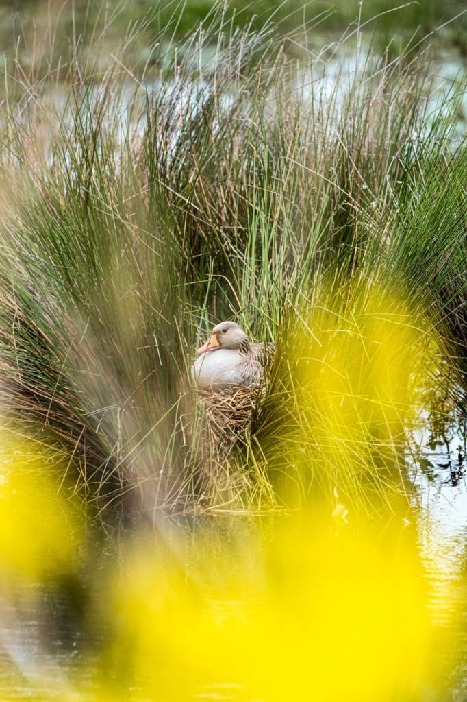 Graylag Goose