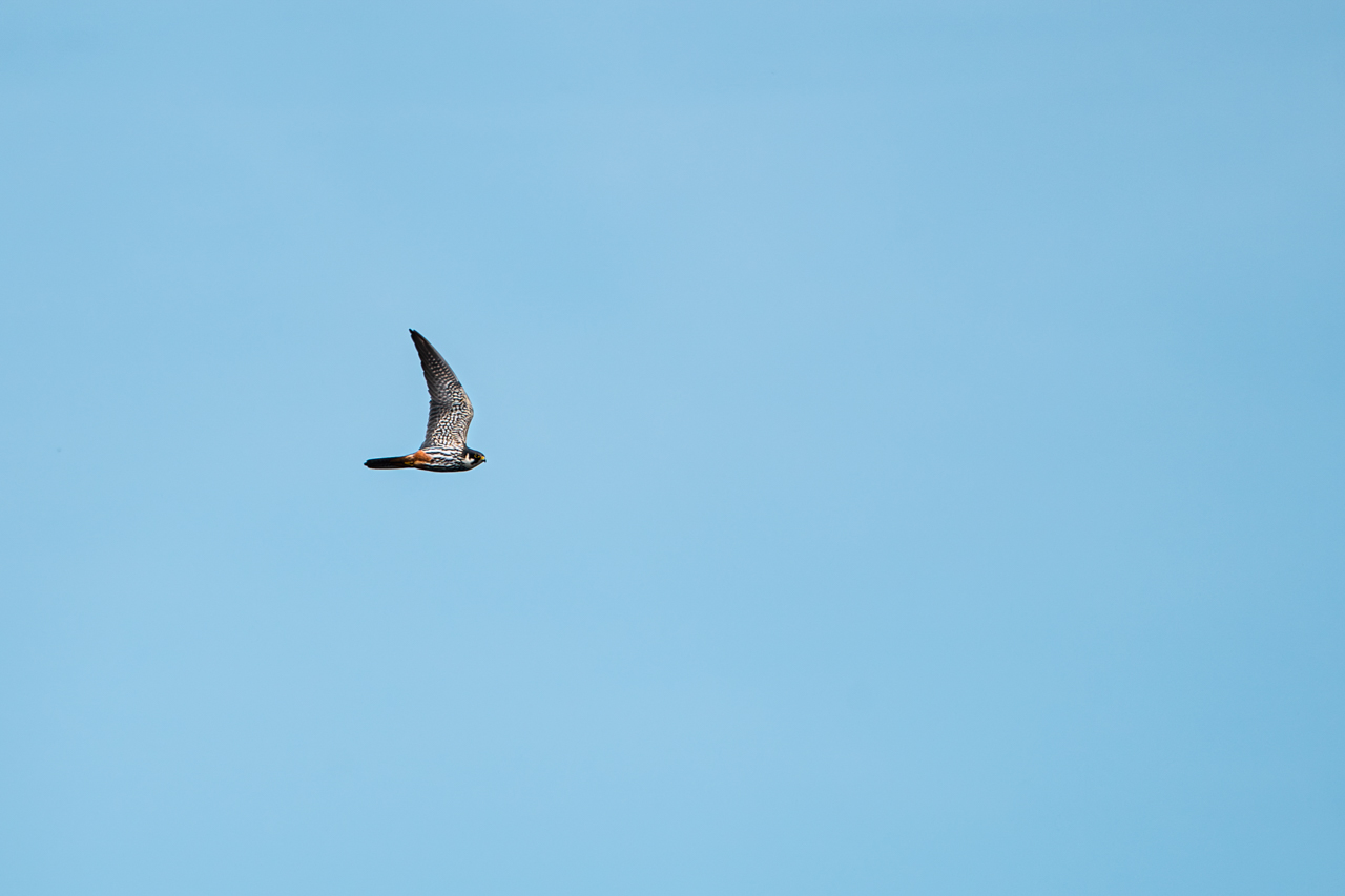 Eurasian Hobby