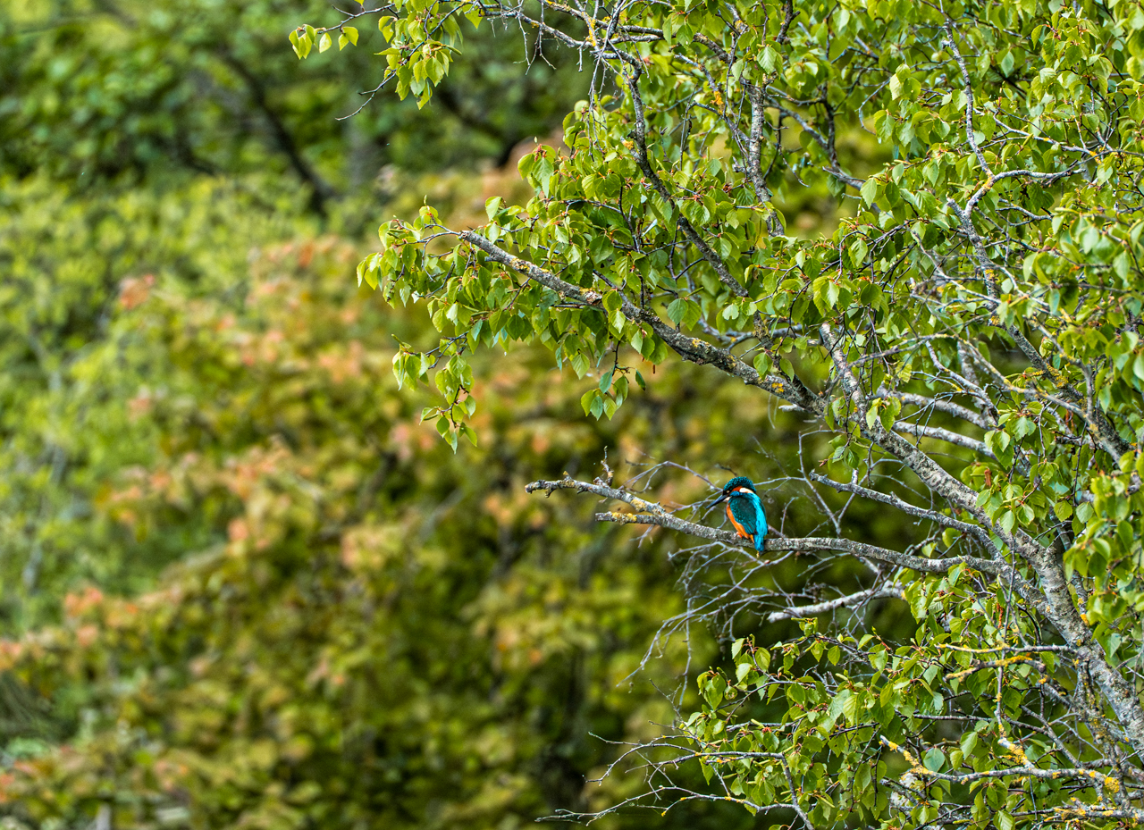 Kingfisher