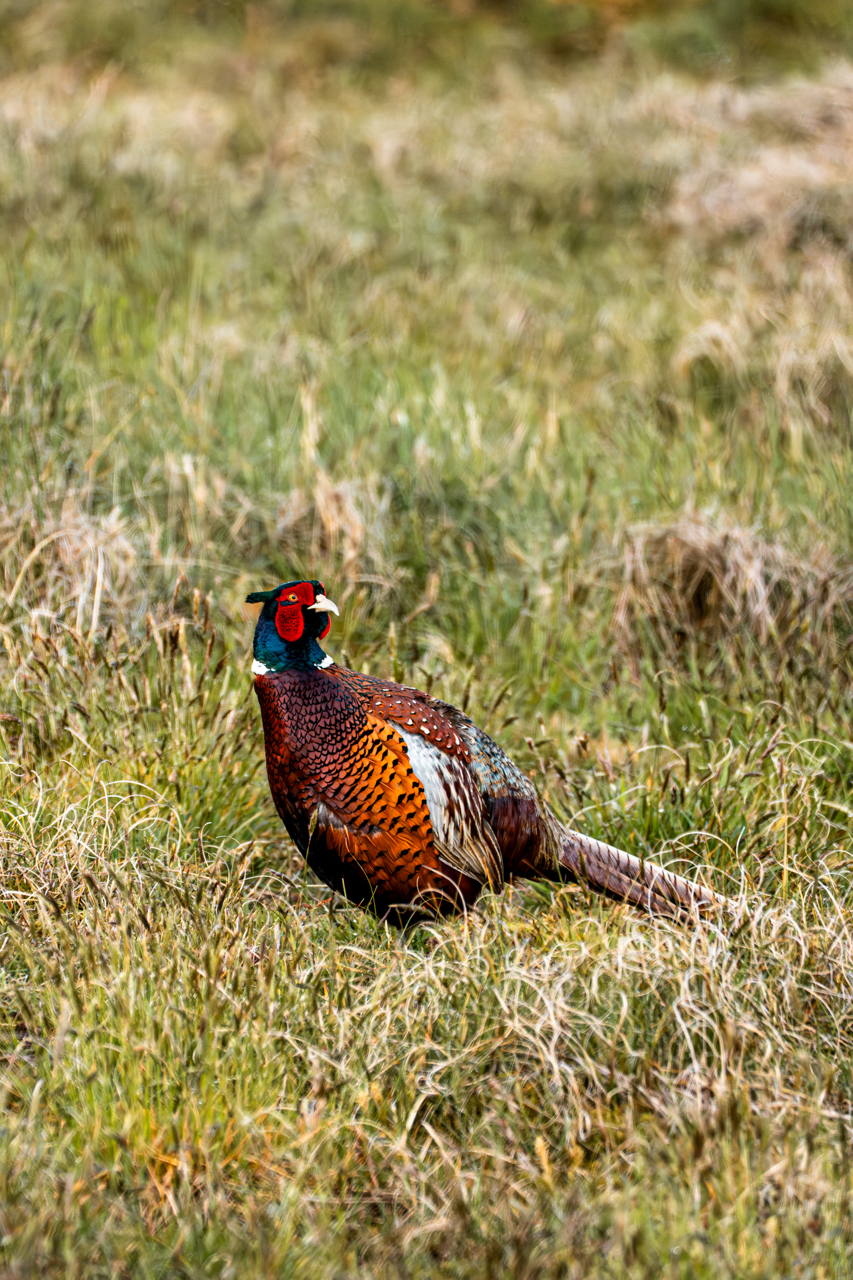 Ring-necked Pheasant