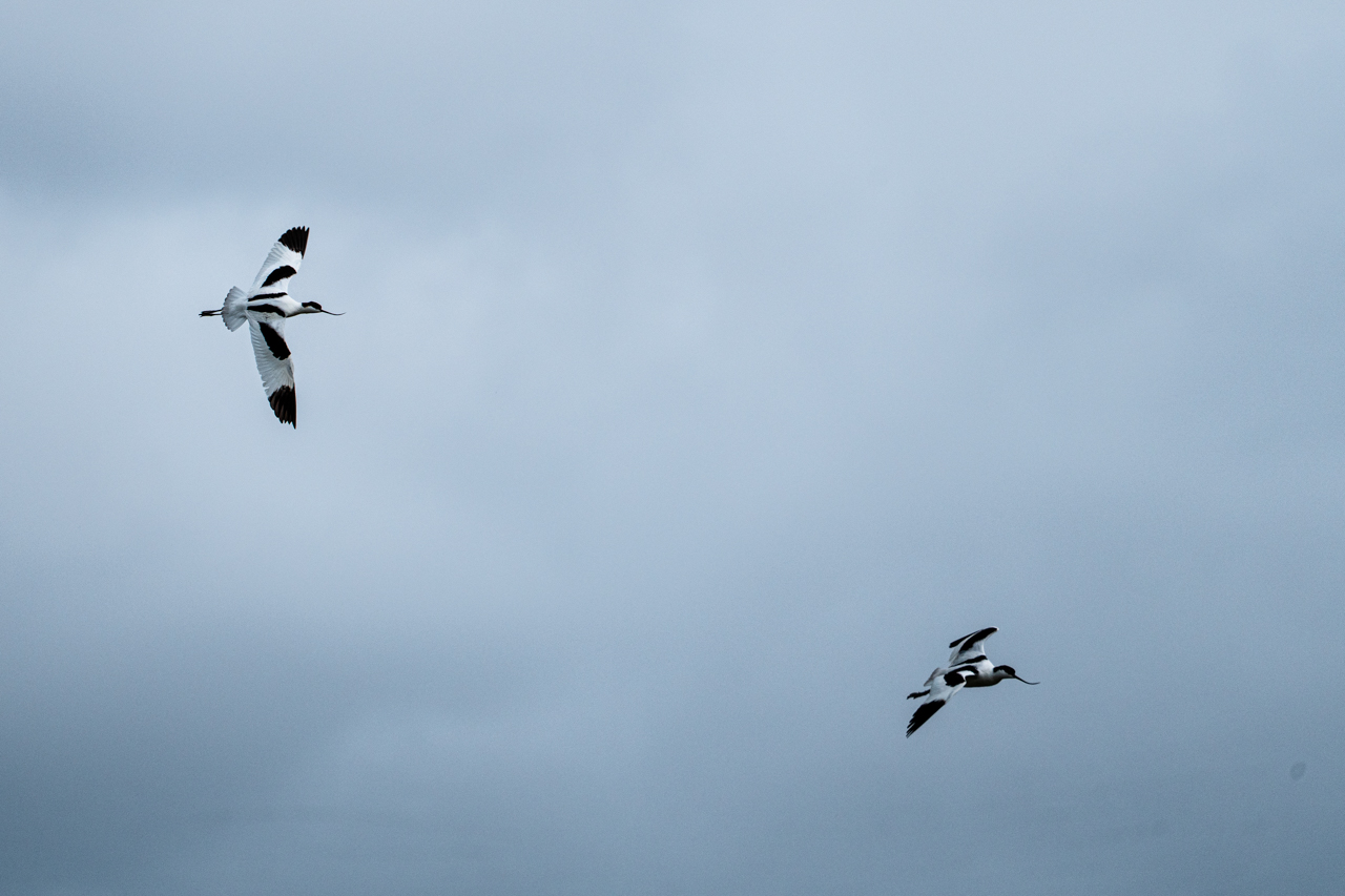 Pied Avocet
