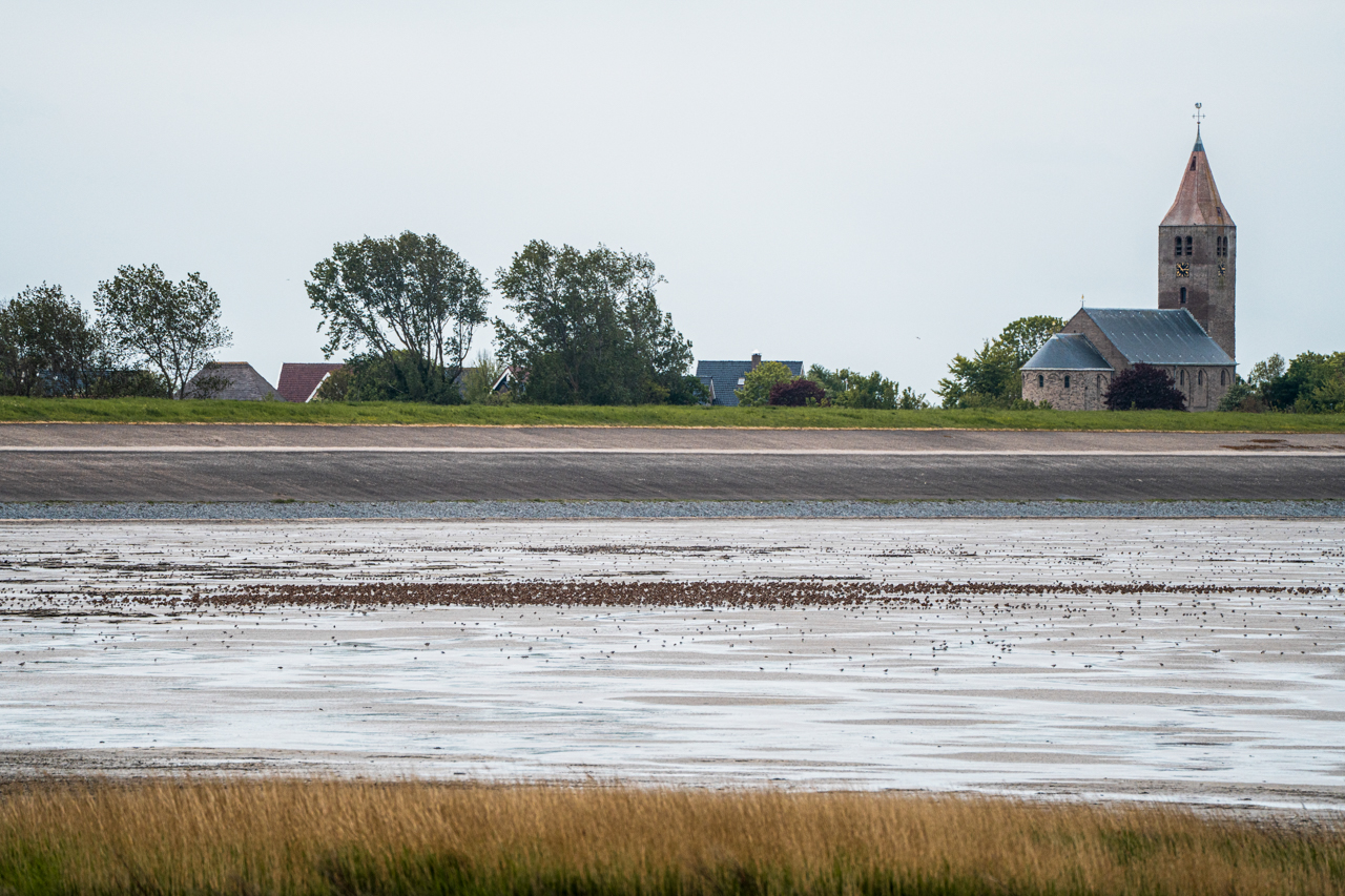 Shorebirds