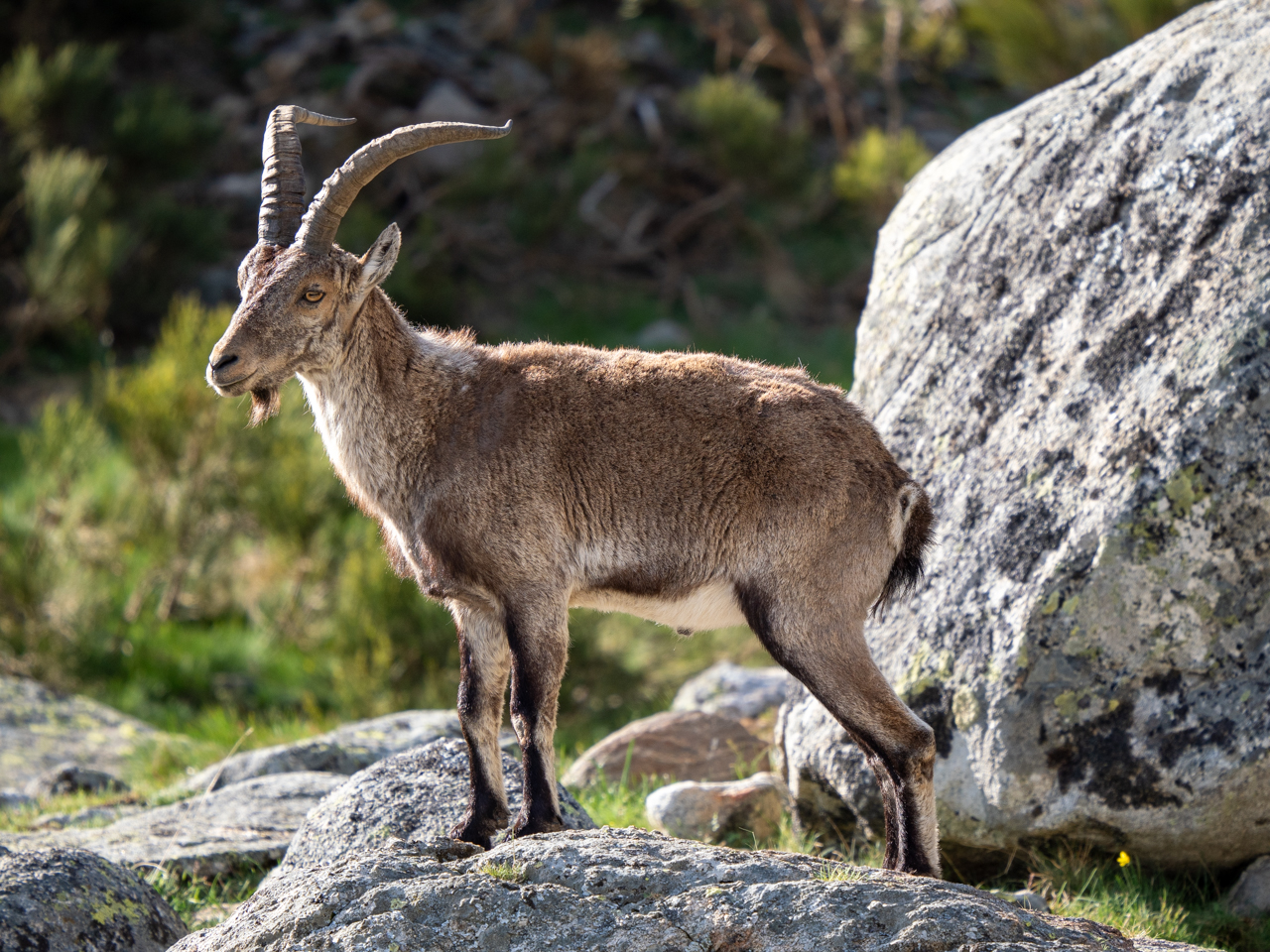 Spanish Ibex