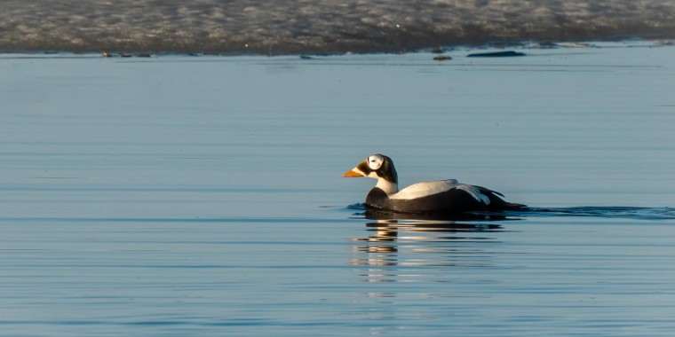 Alaska Birding Tour (Jun 10 - 22, 2026)