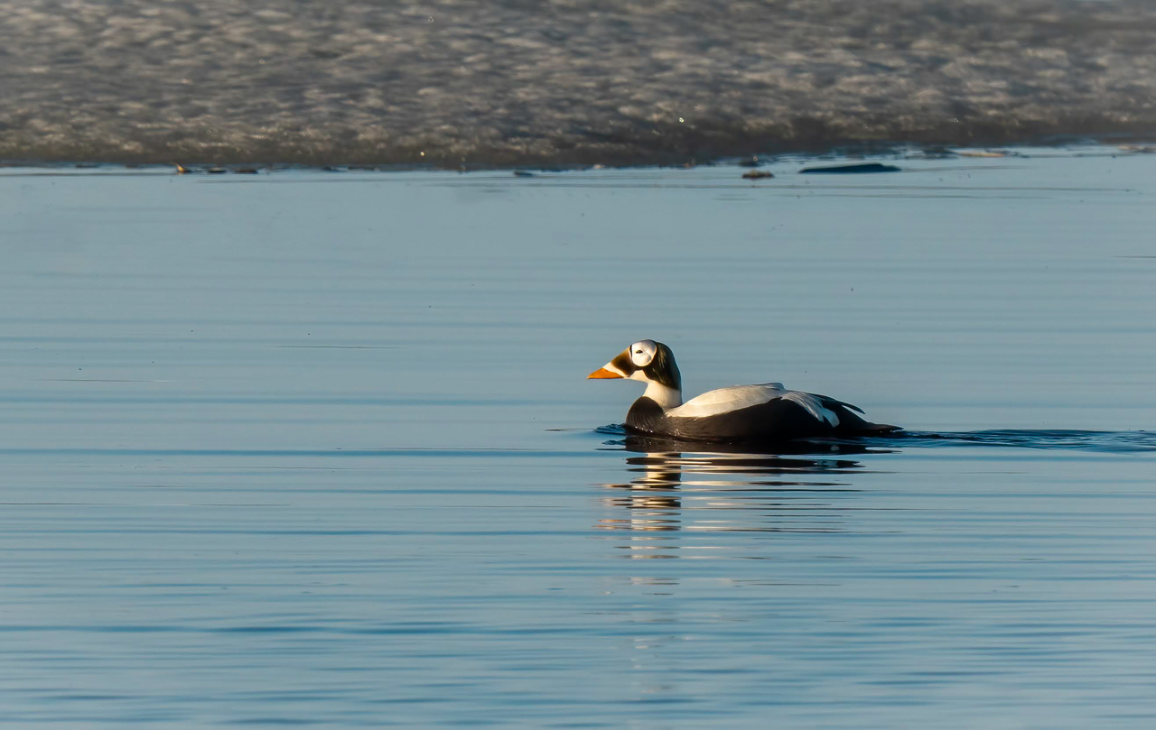 Spectacled Eider