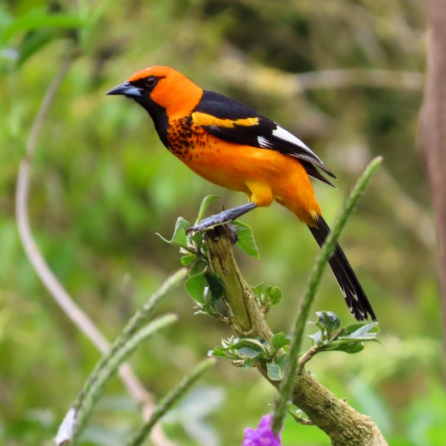 Spot-breasted Oriole